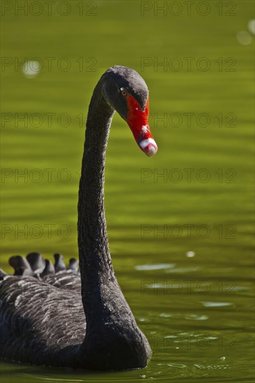 Black swan (Cygnus atratus)