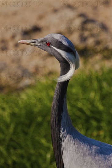 Demoiselle crane (Anthropoides virgo)
