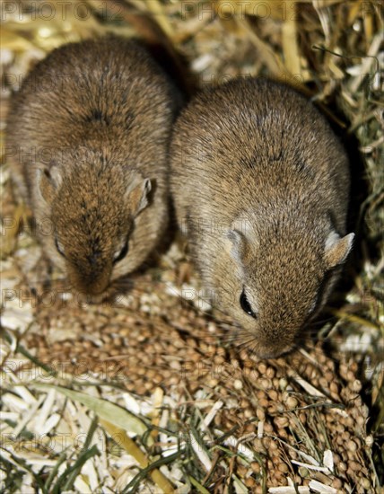 Mongolian gerbil (Meriones)