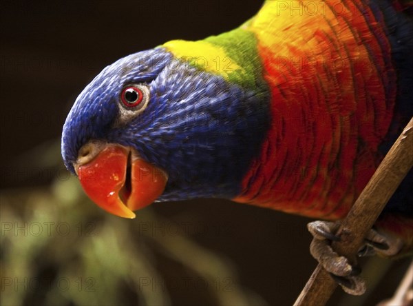 Allfarblori (Trichoglossus haematodus)