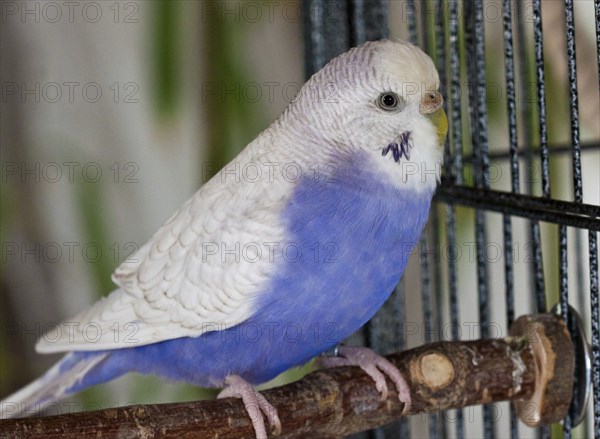 Budgie (Melopsittacus undulatus)