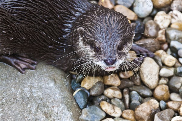 Oriental small-clawed otter (Aonyx cinerea)