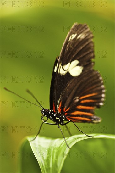 Red Postman (Heliconius erato)