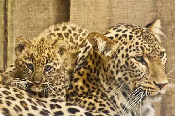 Persian leopardess with young leopard
