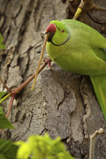 Rose-ringed parakeet (Psittacula krameri)
