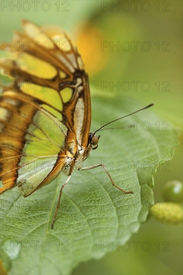 Malachite butterfly (Siproeta stelenes)