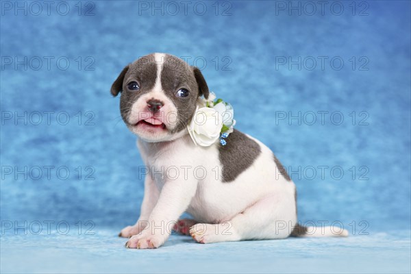 Funny pied French Bulldog puppy with flower collar sticking out tongue
