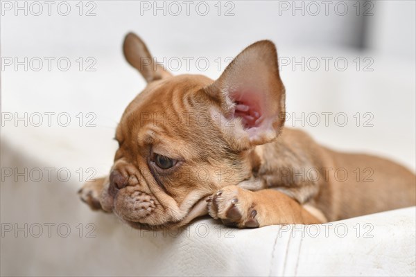 10 weeks young Mocca French Bulldog dog puppy