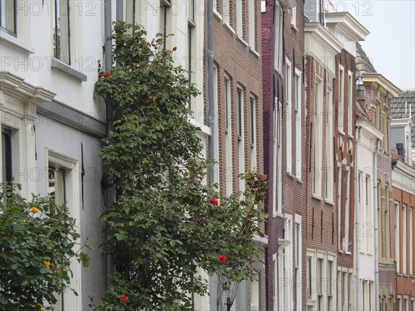 Row of old townhouses with climbing plants on the facades in a picturesque neighbourhood, Leiden,