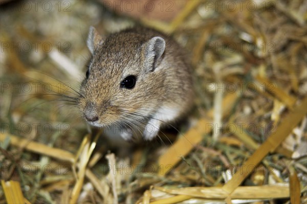Mongolian gerbil, habitat highlands of Mongolia, northern China and southern Russia