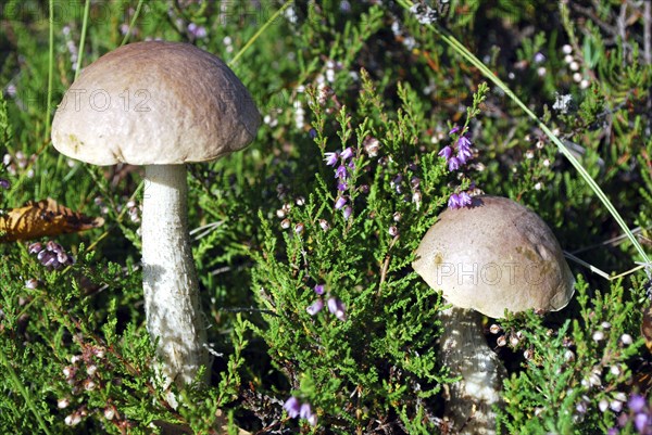 Two birch boletus mushrooms standing in heather plants in a moor