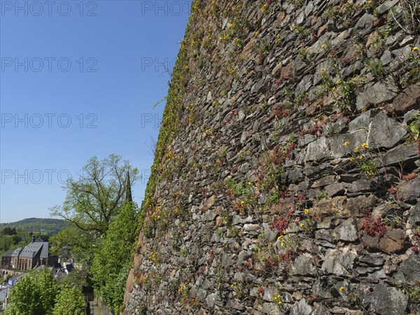 Stone wall with plants and flowers on it, surrounded by green nature and a large tree, saarburg,