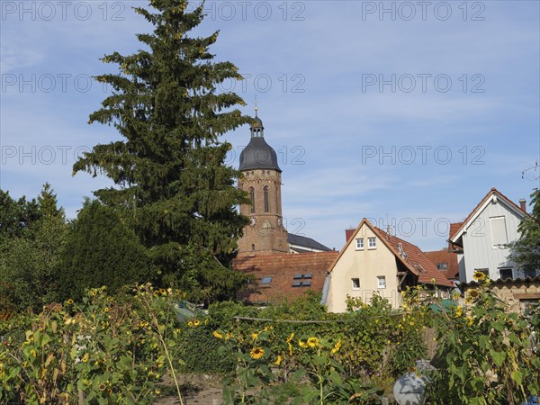 Church tower with surrounding red roofs and blooming sunflowers in the foreground, Kandel,
