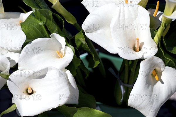 Calla flowers Calla Flower