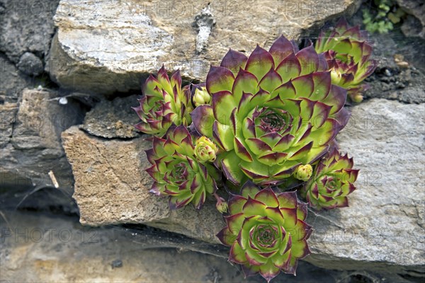Houseleek