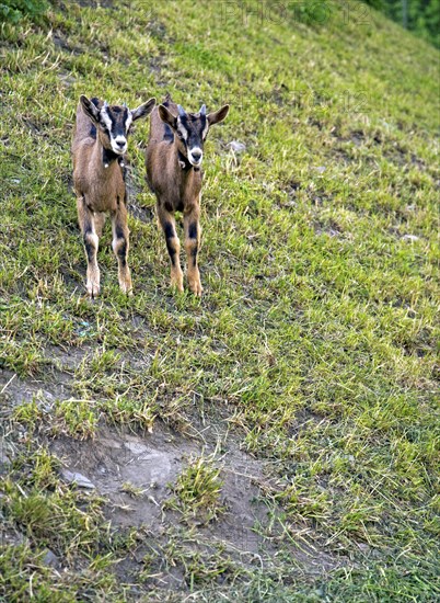 Two young goats standing side by side