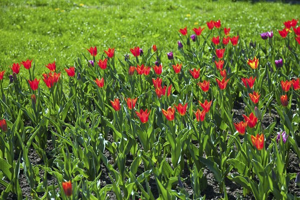 Tulpenmeer