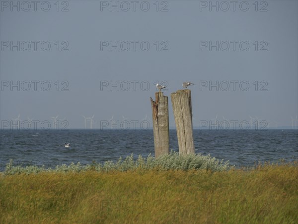 Two seagulls sitting on wooden masts in front of the sea and green meadow with wind turbines on the