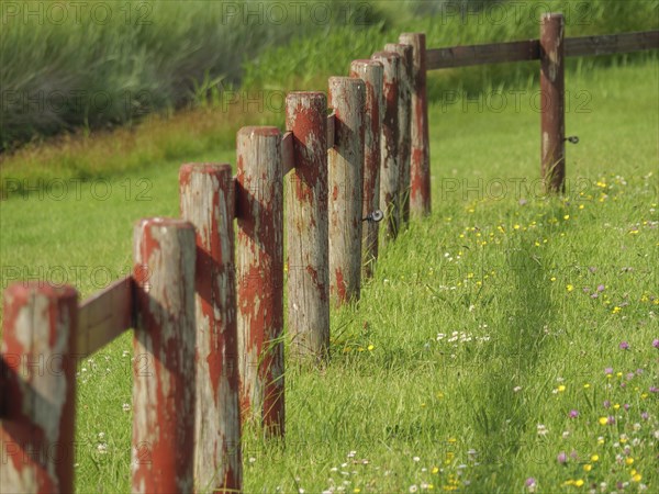 An old wooden fence runs along a green meadow with flowers and tall grass, hallig hooge,