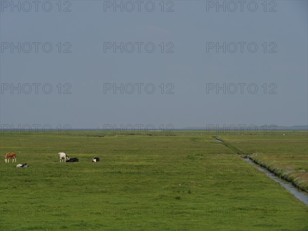 Wide green pasture with cows grazing in the distance, a narrow waterway and a calm horizon under a