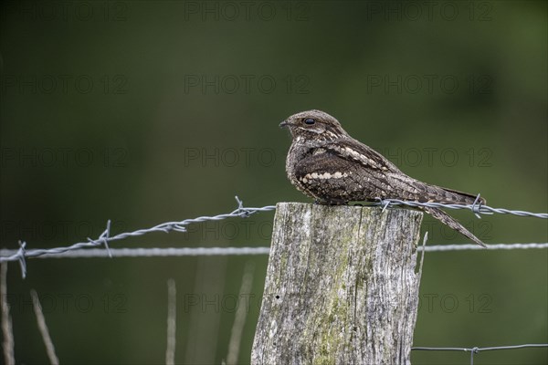 Nightjar, nightjar (Caprimulgus europaeus) sitting on a pasture fence, Emsland, Lower Saxony,