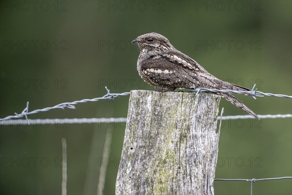 Nightjar, nightjar (Caprimulgus europaeus) sitting on a pasture fence, Emsland, Lower Saxony,