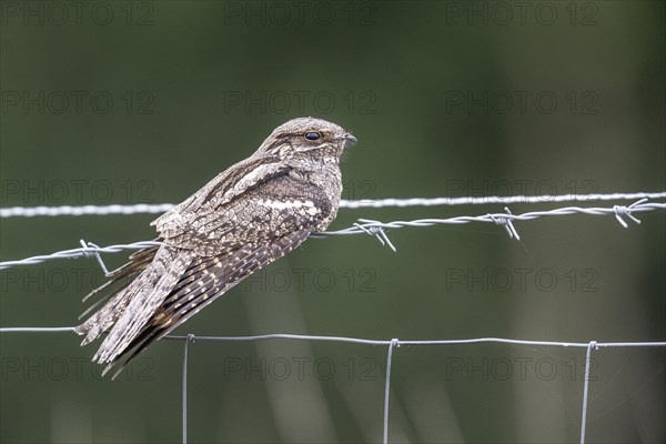 Nightjar, nightjar (Caprimulgus europaeus) sitting on a pasture fence, Emsland, Lower Saxony,