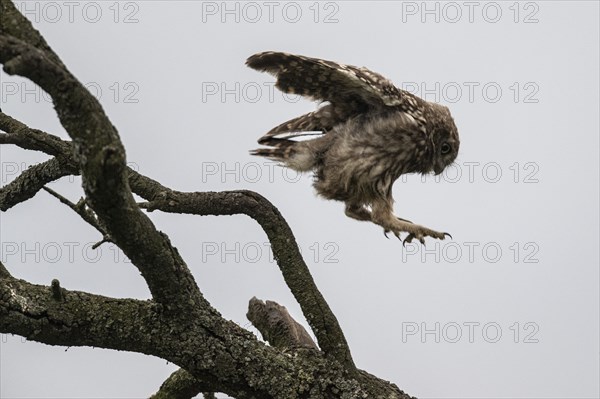 Little owl (Athene noctua), Emsland, Lower Saxony, Germany, Europe