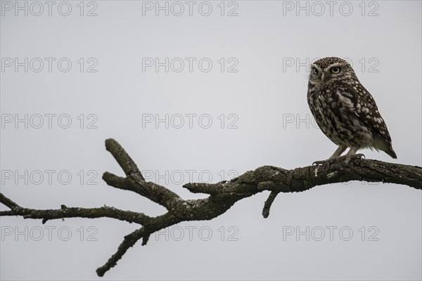 Little owl (Athene noctua), Emsland, Lower Saxony, Germany, Europe