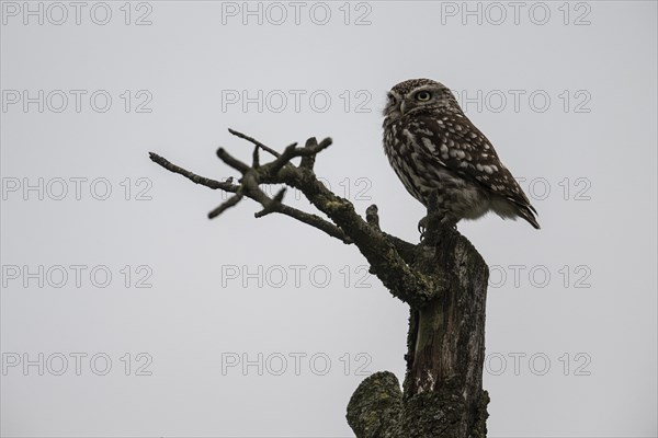 Little owl (Athene noctua), Emsland, Lower Saxony, Germany, Europe