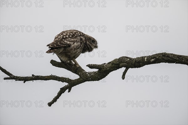 Little owl (Athene noctua), Emsland, Lower Saxony, Germany, Europe
