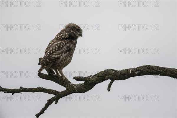 Little owl (Athene noctua), Emsland, Lower Saxony, Germany, Europe