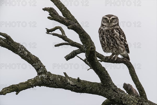 Little owl (Athene noctua), Emsland, Lower Saxony, Germany, Europe
