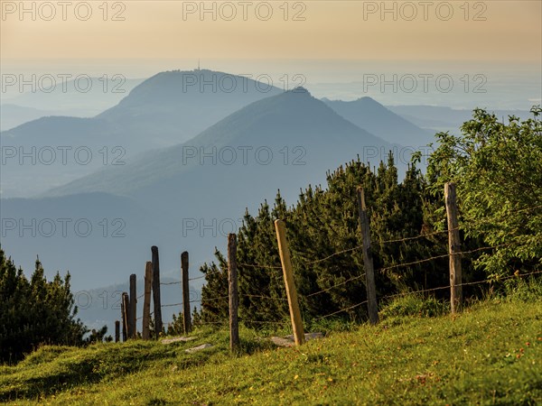 Alpine meadow with barbed wire on wooden stakes as a pasture fence in front of mountain pines,