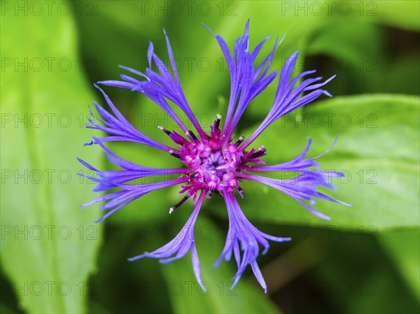 Perennial cornflower (Centaurea montana), Archenkanzel, Berchtesgaden National Park, Schonau am