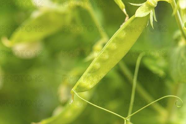 A young pea pod (Pisum sativum) on a plant in the garden, close-up in daylight, Ternitz, Lower