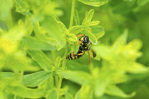 Close-up of a wasp (Vespinae) on leaves of Common St John's wort (Hypericum perforatum), in the