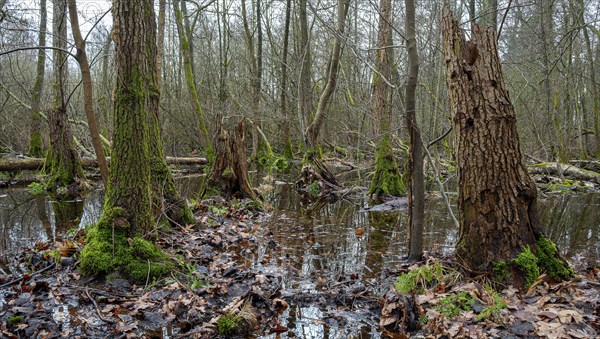 Landscape and wooded area in Berlin Kopenick, Berlin, Germany, Europe