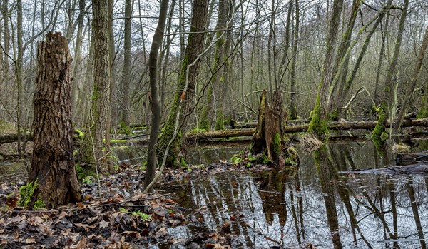 Landscape and wooded area in Berlin Kopenick, Berlin, Germany, Europe
