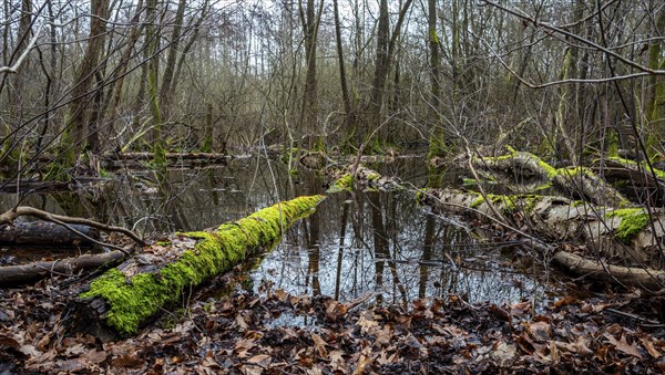 Landscape and wooded area in Berlin Kopenick, Berlin, Germany, Europe