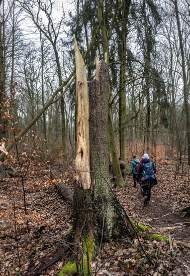 Landscape and wooded area in Berlin Kopenick, Berlin, Germany, Europe