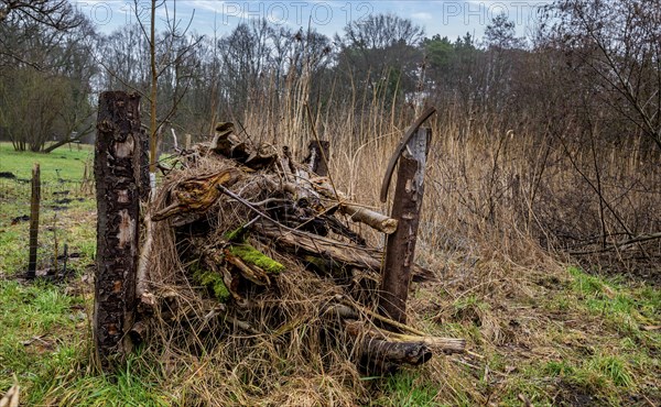 Landscape and wooded area in Berlin Kopenick, Berlin, Germany, Europe