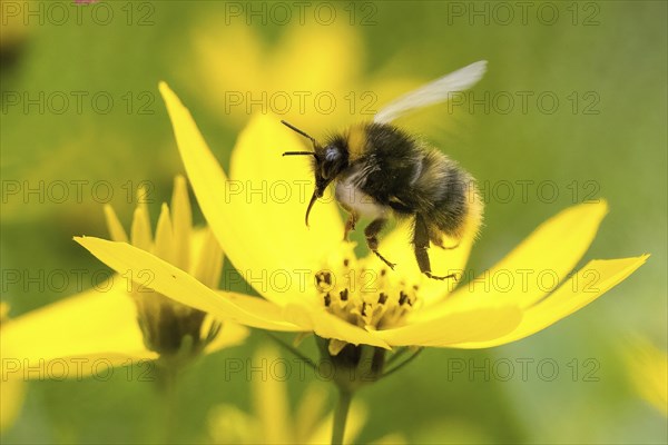 Early bumblebee (Bombus pratorum) flying over a yellow flower surrounded by a blurred green