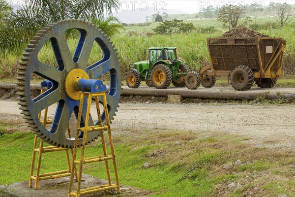 Sugarcane harvest in Costa Rica