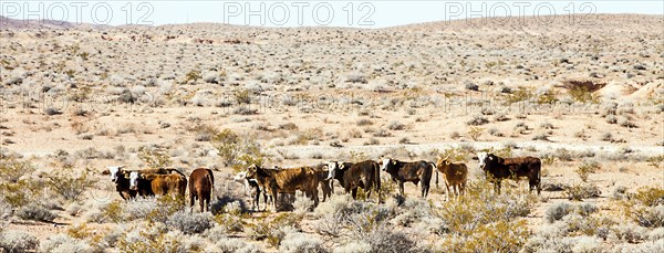 Cattle herd in the Lake Mead National Recreation Area Arizona