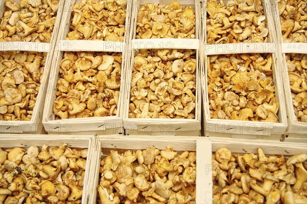 Fresh chanterelles