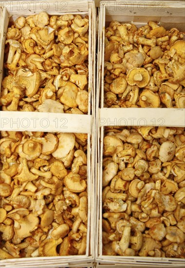 Fresh chanterelles in a chip basket