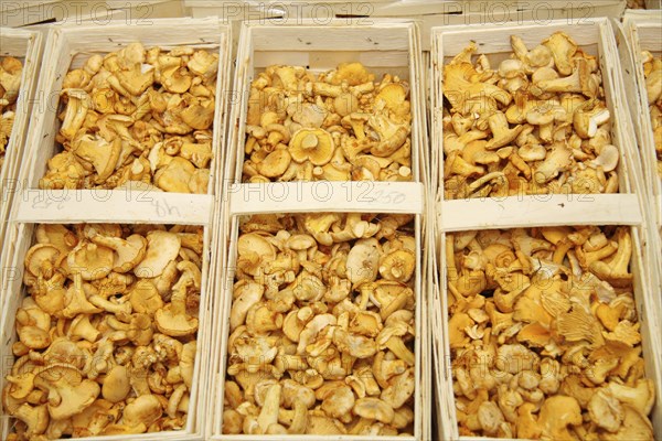 Fresh chanterelles in a chip basket