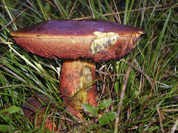 Flake-stemmed witches' bolete