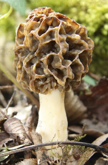 Bavarian edible morel
